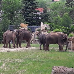 Výlet 7. A v ZOO Praha
