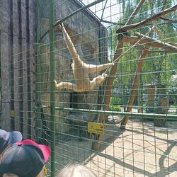 2. A v Zoo Chleby