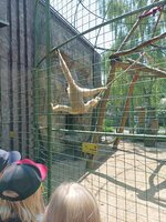 2. A v Zoo Chleby