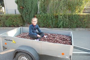 Podzimní sběr žaludů a kaštanů - vyhodnocení