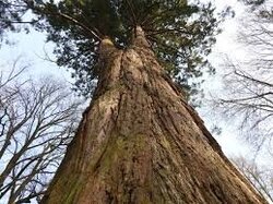 Sekvojovec obrovský - ilustrační foto