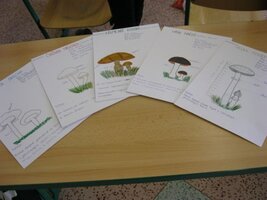 Celoškolní EVVO projekt  Les ve škole