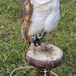 Seiferos - přehlídka dravců