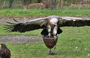 Seiferos - přehlídka dravců