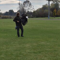 Seiferos - přehlídka dravců