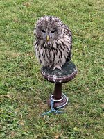 Seiferos - přehlídka dravců