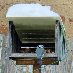 Ptačí hodinka 2026 - vyhodnocení