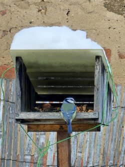 Ptačí hodinka 2026 - vyhodnocení