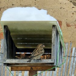 Ptačí hodinka 2026 - vyhodnocení