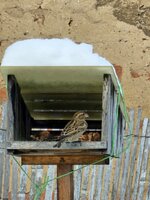 Ptačí hodinka 2026 - vyhodnocení