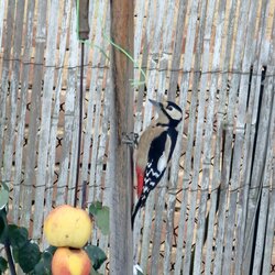 Ptačí hodinka 2026 - vyhodnocení