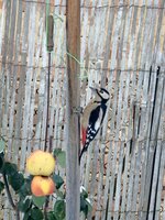 Ptačí hodinka 2026 - vyhodnocení