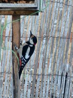 Ptačí hodinka 2026 - vyhodnocení