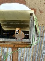 Ptačí hodinka 2026 - vyhodnocení