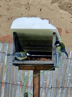 Ptačí hodinka 2026 - vyhodnocení