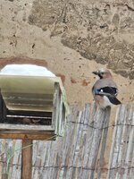 Ptačí hodinka 2026 - vyhodnocení