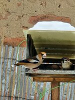 Ptačí hodinka 2026 - vyhodnocení