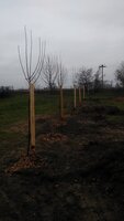 EVVO projekt - Ovocné stromy pro školáky s doplňkovou výsadbou rybízů