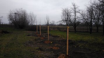 EVVO projekt - Ovocné stromy pro školáky s doplňkovou výsadbou rybízů