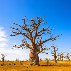 Planeta Země 3000 - Magický Senegal