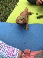 Zvířátka ve školní družině