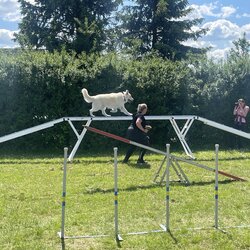 Agility na psím cvičišti se ŠD