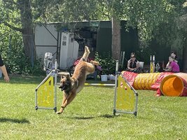 Agility na psím cvičišti se ŠD