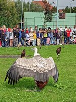 Seiferos - přehlídka dravců