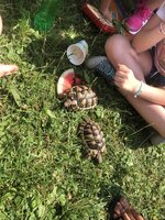 Zvířátka ve školní družině