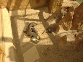 Projektový den - Zoo Chleby
