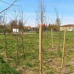 EVVO projekt - školní arboretum