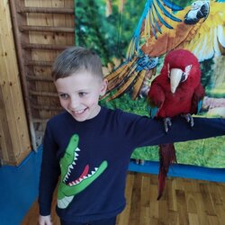 Papoušci ve družině