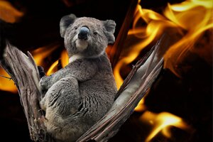 Pomoc pro Austrálii