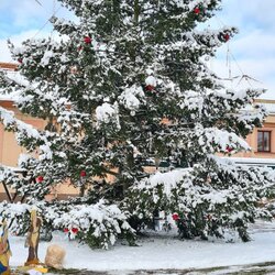 Rozsvěcení vánočního stromu v Sezemicích a sbor Rolnička