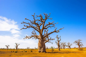 Planeta Země 3000 - Magický Senegal