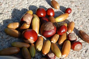 Vyhodnocení podzimního sběru žaludů a kaštanů